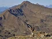 54 Alla croce di vetta di Cima Piazzotti qualcuno mi sta osservando incuriosito...